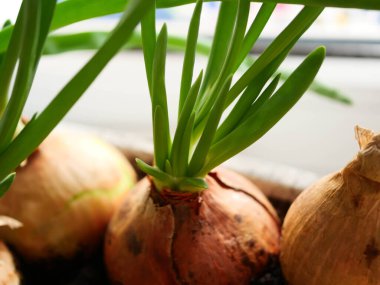 Pencere kenarında ev yapımı yeşil soğan. Evde sebze fideleri