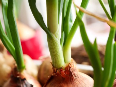 Pencere kenarında ev yapımı yeşil soğan. Evde sebze fideleri