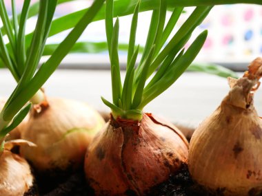 Pencere kenarında ev yapımı yeşil soğan. Evde sebze fideleri