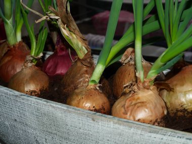 Pencere kenarında ev yapımı yeşil soğan. Evde sebze fideleri