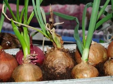 Pencere kenarında ev yapımı yeşil soğan. Evde sebze fideleri