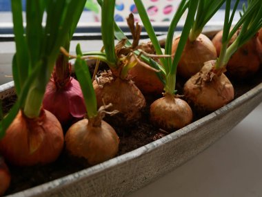 Pencere kenarında ev yapımı yeşil soğan. Evde sebze fideleri