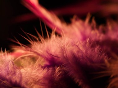 Tüylerin karışımı. Arkaplan için kuş ve tavuklar tüy dokusu soyut, bulanık stil ve sanat tasarımının yumuşak rengi.