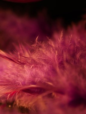 Tüylerin karışımı. Arkaplan için kuş ve tavuklar tüy dokusu soyut, bulanık stil ve sanat tasarımının yumuşak rengi.