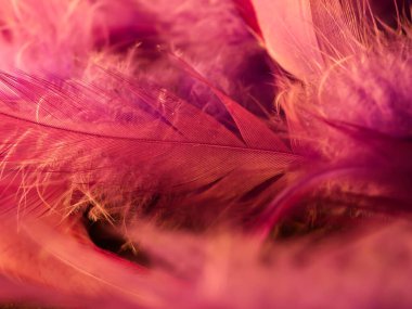 Tüylerin karışımı. Arkaplan için kuş ve tavuklar tüy dokusu soyut, bulanık stil ve sanat tasarımının yumuşak rengi.