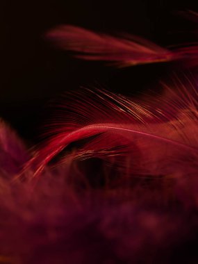 Tüylerin karışımı. Arkaplan için kuş ve tavuklar tüy dokusu soyut, bulanık stil ve sanat tasarımının yumuşak rengi.