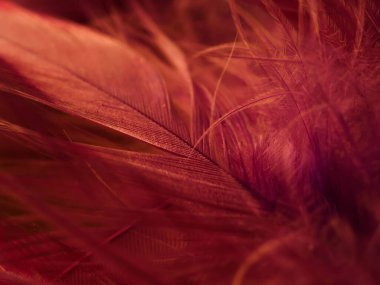 Tüylerin karışımı. Arkaplan için kuş ve tavuklar tüy dokusu soyut, bulanık stil ve sanat tasarımının yumuşak rengi.