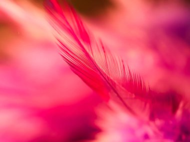 Tüylerin karışımı. Arkaplan için kuş ve tavuklar tüy dokusu soyut, bulanık stil ve sanat tasarımının yumuşak rengi.