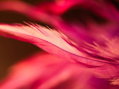 Tüylerin karışımı. Arkaplan için kuş ve tavuklar tüy dokusu soyut, bulanık stil ve sanat tasarımının yumuşak rengi.