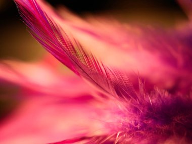 Tüylerin karışımı. Arkaplan için kuş ve tavuklar tüy dokusu soyut, bulanık stil ve sanat tasarımının yumuşak rengi.