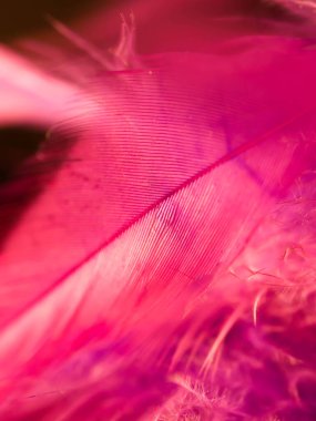 Tüylerin karışımı. Arkaplan için kuş ve tavuklar tüy dokusu soyut, bulanık stil ve sanat tasarımının yumuşak rengi.