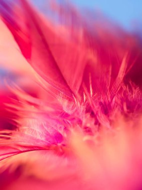 Tüylerin karışımı. Arkaplan için kuş ve tavuklar tüy dokusu soyut, bulanık stil ve sanat tasarımının yumuşak rengi.