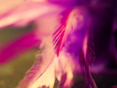 Tüylerin karışımı. Arkaplan için kuş ve tavuklar tüy dokusu soyut, bulanık stil ve sanat tasarımının yumuşak rengi.