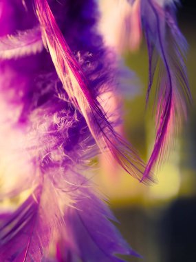 Tüylerin karışımı. Arkaplan için kuş ve tavuklar tüy dokusu soyut, bulanık stil ve sanat tasarımının yumuşak rengi.