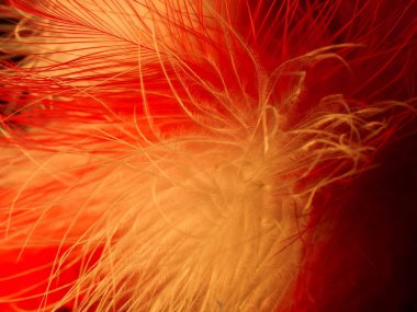 Tüylerin karışımı. Arkaplan için kuş ve tavuklar tüy dokusu soyut, bulanık stil ve sanat tasarımının yumuşak rengi.