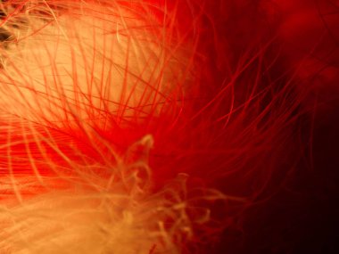 Tüylerin karışımı. Arkaplan için kuş ve tavuklar tüy dokusu soyut, bulanık stil ve sanat tasarımının yumuşak rengi.