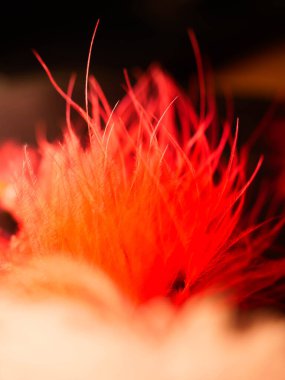 Tüylerin karışımı. Arkaplan için kuş ve tavuklar tüy dokusu soyut, bulanık stil ve sanat tasarımının yumuşak rengi.