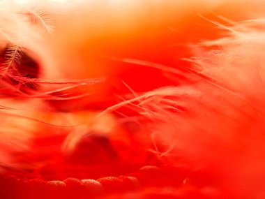 Tüylerin karışımı. Arkaplan için kuş ve tavuklar tüy dokusu soyut, bulanık stil ve sanat tasarımının yumuşak rengi.