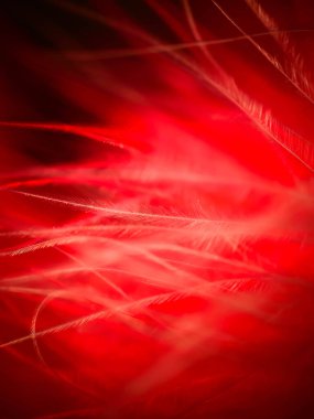 Tüylerin karışımı. Arkaplan için kuş ve tavuklar tüy dokusu soyut, bulanık stil ve sanat tasarımının yumuşak rengi.