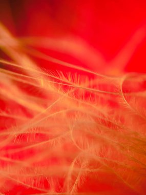 Tüylerin karışımı. Arkaplan için kuş ve tavuklar tüy dokusu soyut, bulanık stil ve sanat tasarımının yumuşak rengi.
