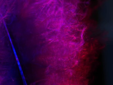 Tüylerin karışımı. Arkaplan için kuş ve tavuklar tüy dokusu soyut, bulanık stil ve sanat tasarımının yumuşak rengi.