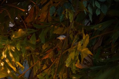 RIGA, LATVIA - 17 Mayıs 2018: Riga Ulusal Zooloji Bahçesi, Zoo Mezaparks Riga Letonya Avrupa, kuşlar, hayvanlar ve doğa