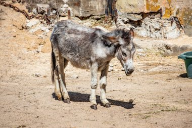 RIGA, LATVIA - 17 Mayıs 2018: Riga Ulusal Zooloji Bahçesi, Zoo Mezaparks Riga Letonya Avrupa, kuşlar, hayvanlar ve doğa