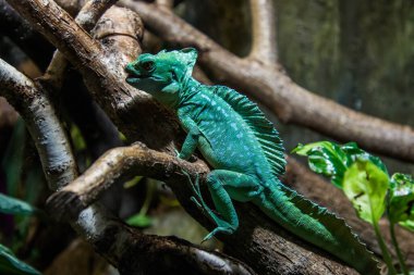 RIGA, LATVIA - 17 Mayıs 2018: Riga Ulusal Zooloji Bahçesi, Zoo Mezaparks Riga Letonya Avrupa, kuşlar, hayvanlar ve doğa