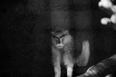 RIGA, LATVIA - 17 Mayıs 2018: Riga Ulusal Zooloji Bahçesi, Zoo Mezaparks Riga Letonya Avrupa, kuşlar, hayvanlar ve doğa