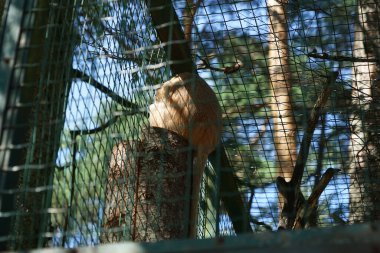 RIGA, LATVIA - 17 Mayıs 2018: Riga Ulusal Zooloji Bahçesi, Zoo Mezaparks Riga Letonya Avrupa, kuşlar, hayvanlar ve doğa