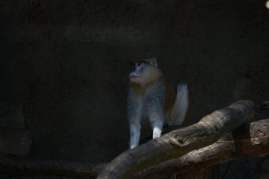 RIGA, LATVIA - 17 Mayıs 2018: Riga Ulusal Zooloji Bahçesi, Zoo Mezaparks Riga Letonya Avrupa, kuşlar, hayvanlar ve doğa