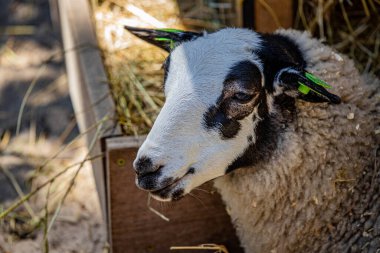 RIGA, LATVIA - 17 Mayıs 2018: Riga Ulusal Zooloji Bahçesi, Zoo Mezaparks Riga Letonya Avrupa, kuşlar, hayvanlar ve doğa