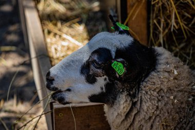 RIGA, LATVIA - 17 Mayıs 2018: Riga Ulusal Zooloji Bahçesi, Zoo Mezaparks Riga Letonya Avrupa, kuşlar, hayvanlar ve doğa