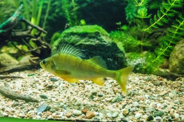 RIGA, LATVIA - 17 Mayıs 2018: Riga Ulusal Zooloji Bahçesi, Zoo Mezaparks Riga Letonya Avrupa, kuşlar, hayvanlar ve doğa