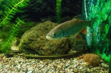 RIGA, LATVIA - 17 Mayıs 2018: Riga Ulusal Zooloji Bahçesi, Zoo Mezaparks Riga Letonya Avrupa, kuşlar, hayvanlar ve doğa