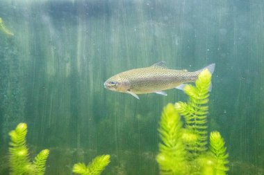 RIGA, LATVIA - 17 Mayıs 2018: Riga Ulusal Zooloji Bahçesi, Zoo Mezaparks Riga Letonya Avrupa, kuşlar, hayvanlar ve doğa