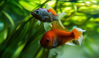 RIGA, LATVIA - 17 Mayıs 2018: Riga Ulusal Zooloji Bahçesi, Zoo Mezaparks Riga Letonya Avrupa, kuşlar, hayvanlar ve doğa