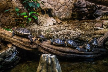 RIGA, LATVIA - 17 Mayıs 2018: Riga Ulusal Zooloji Bahçesi, Zoo Mezaparks Riga Letonya Avrupa, kuşlar, hayvanlar ve doğa