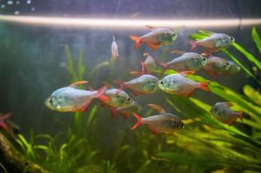 RIGA, LATVIA - 17 Mayıs 2018: Riga Ulusal Zooloji Bahçesi, Zoo Mezaparks Riga Letonya Avrupa, kuşlar, hayvanlar ve doğa