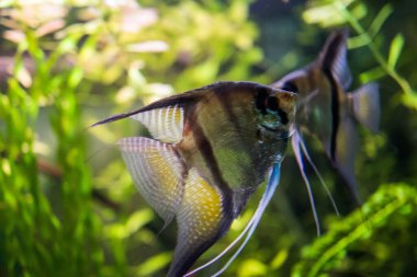 RIGA, LATVIA - 17 Mayıs 2018: Riga Ulusal Zooloji Bahçesi, Zoo Mezaparks Riga Letonya Avrupa, kuşlar, hayvanlar ve doğa