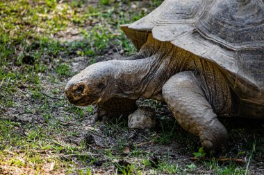 RIGA, LATVIA - 17 Mayıs 2018: Riga Ulusal Zooloji Bahçesi, Zoo Mezaparks Riga Letonya Avrupa, kuşlar, hayvanlar ve doğa
