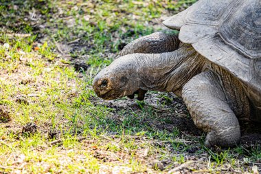 RIGA, LATVIA - 17 Mayıs 2018: Riga Ulusal Zooloji Bahçesi, Zoo Mezaparks Riga Letonya Avrupa, kuşlar, hayvanlar ve doğa