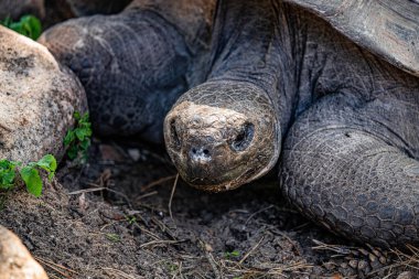 RIGA, LATVIA - 17 Mayıs 2018: Riga Ulusal Zooloji Bahçesi, Zoo Mezaparks Riga Letonya Avrupa, kuşlar, hayvanlar ve doğa