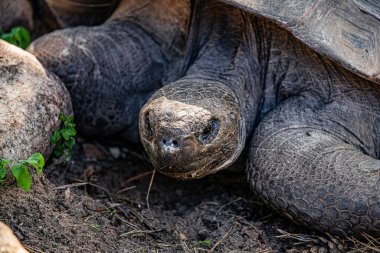 RIGA, LATVIA - 17 Mayıs 2018: Riga Ulusal Zooloji Bahçesi, Zoo Mezaparks Riga Letonya Avrupa, kuşlar, hayvanlar ve doğa