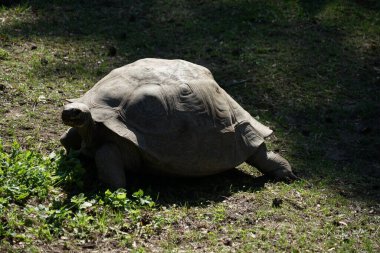 RIGA, LATVIA - 17 Mayıs 2018: Riga Ulusal Zooloji Bahçesi, Zoo Mezaparks Riga Letonya Avrupa, kuşlar, hayvanlar ve doğa