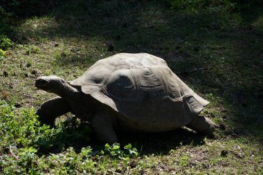 RIGA, LATVIA - 17 Mayıs 2018: Riga Ulusal Zooloji Bahçesi, Zoo Mezaparks Riga Letonya Avrupa, kuşlar, hayvanlar ve doğa