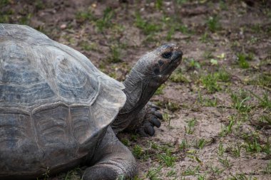 RIGA, LATVIA - 17 Mayıs 2018: Riga Ulusal Zooloji Bahçesi, Zoo Mezaparks Riga Letonya Avrupa, kuşlar, hayvanlar ve doğa