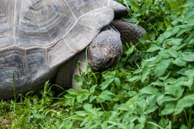 RIGA, LATVIA - 17 Mayıs 2018: Riga Ulusal Zooloji Bahçesi, Zoo Mezaparks Riga Letonya Avrupa, kuşlar, hayvanlar ve doğa