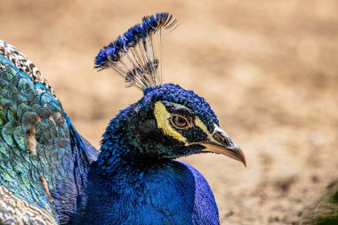 RIGA, LATVIA - 17 Mayıs 2018: Riga Ulusal Zooloji Bahçesi, Zoo Mezaparks Riga Letonya Avrupa, kuşlar, hayvanlar ve doğa