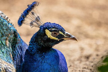 RIGA, LATVIA - 17 Mayıs 2018: Riga Ulusal Zooloji Bahçesi, Zoo Mezaparks Riga Letonya Avrupa, kuşlar, hayvanlar ve doğa